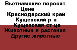 Вьетнамские поросят › Цена ­ 1 500 - Краснодарский край, Кущевский р-н, Кущевская ст-ца Животные и растения » Другие животные   